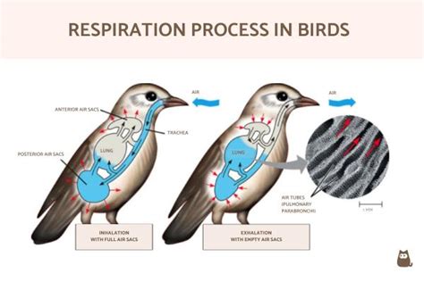 What Does Bird’s.